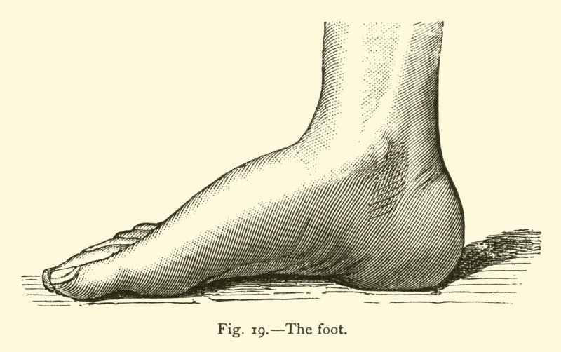 Il piede da Leveille