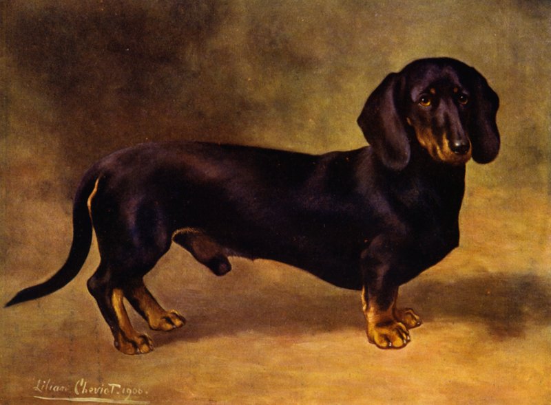 Il bassotto Earl Satin da Lilian Cheviot
