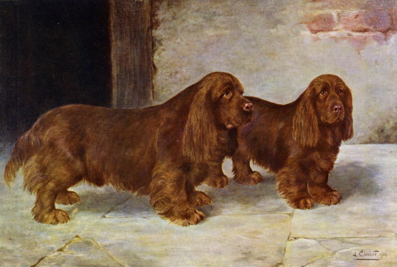 I Sussex Spaniel, Campione Rosehill Rock e Campione Rosehill Rag da Lilian Cheviot