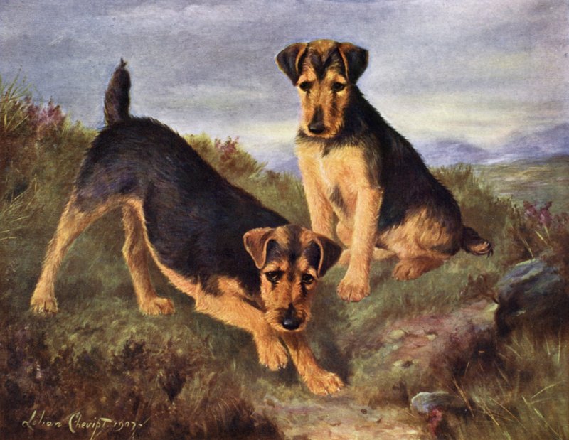 Welsh Terriers Glansevin Coquette e Champion Glansevin Coda da Lilian Cheviot