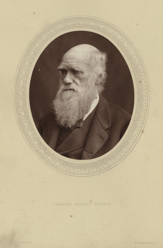 Ritratto di Charles Darwin da Lock and Whitfield