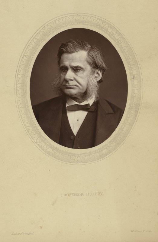 Ritratto di Thomas Henry Huxley da Lock and Whitfield