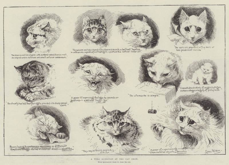 Un giovane scienziato alla mostra felina da Louis Wain