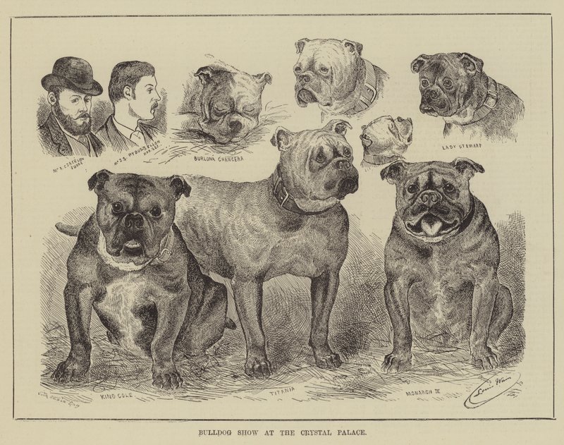 Mostra di bulldog al Crystal Palace da Louis Wain