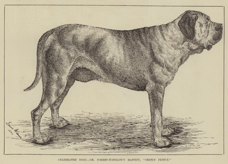Cani celebri, il mastino del Dr Forbes-Winslow, Crown Prince da Louis Wain