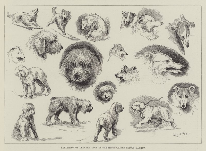 Mostra di cani da pastore al Metropolitan Cattle Market da Louis Wain