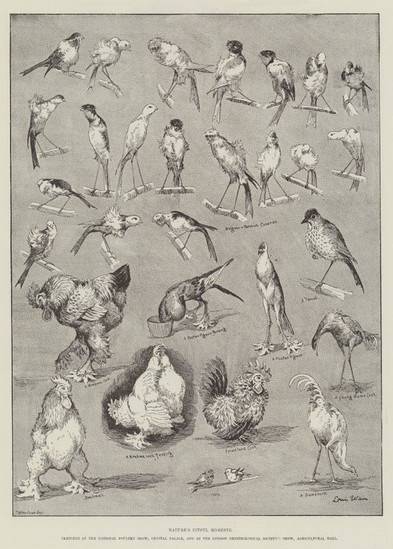 I momenti capricciosi della natura da Louis Wain