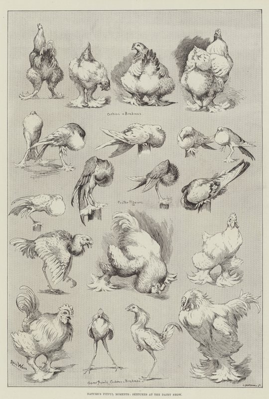 Momenti capricciosi della natura, schizzi alla mostra casearia da Louis Wain