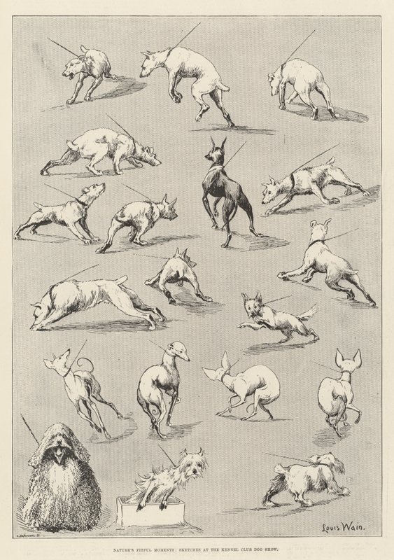 I momenti capricciosi della natura, schizzi alla mostra canina del Kennel Club da Louis Wain