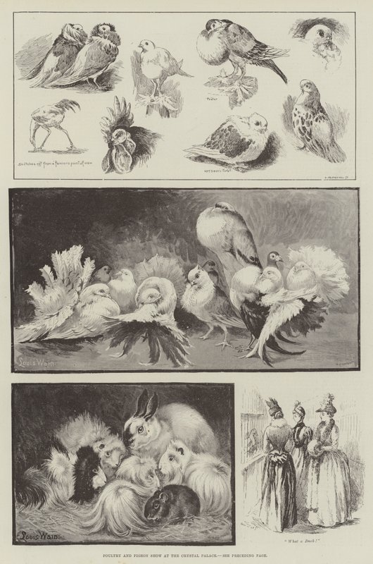 Mostra di pollame e piccioni al Crystal Palace da Louis Wain