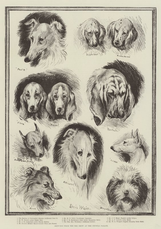Schizzi dalla mostra canina al Crystal Palace da Louis Wain