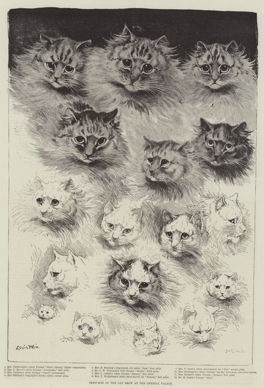 Schizzi della mostra felina al Crystal Palace da Louis Wain
