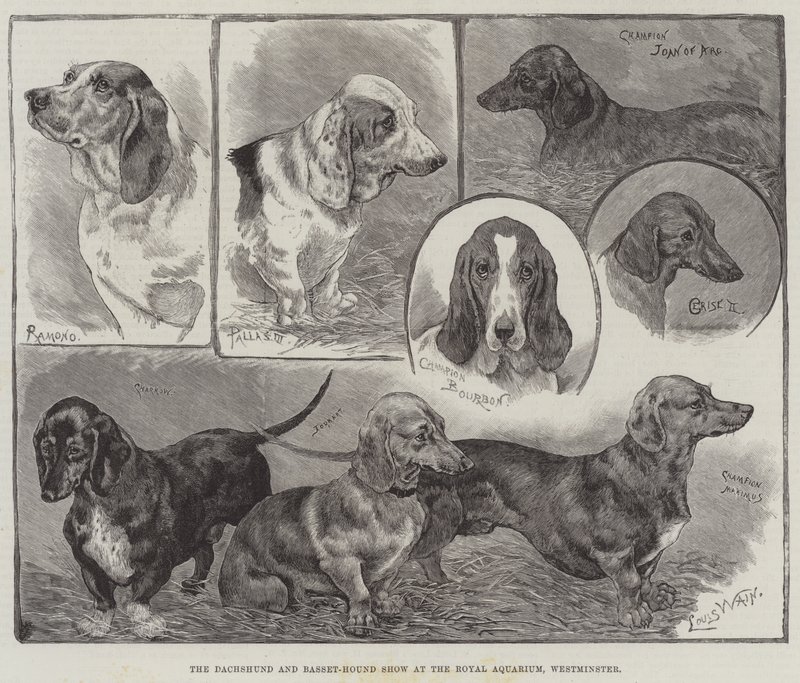 Mostra di bassotti e basset-hound al Royal Aquarium, Westminster da Louis Wain