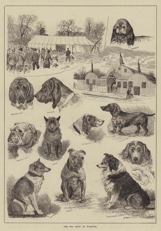 La mostra canina a Warwick da Louis Wain