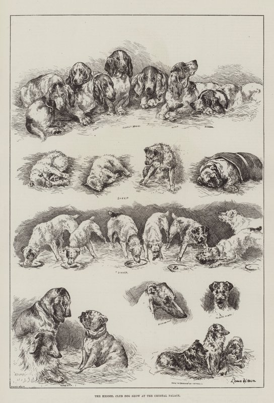 Esposizione canina del Kennel Club al Crystal Palace da Louis Wain