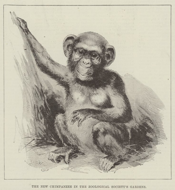 Il nuovo scimpanzé nei giardini della Società Zoologica da Louis Wain