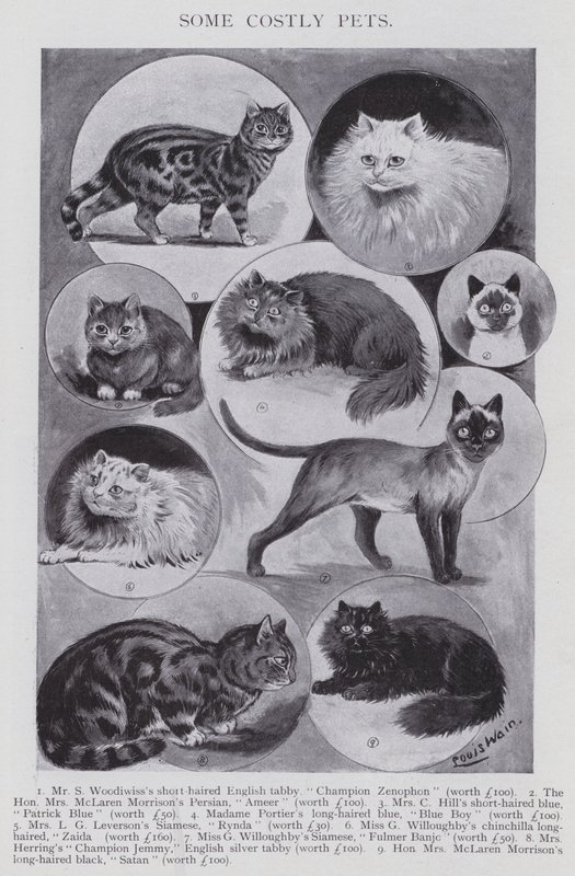 Alcuni animali domestici costosi da Louis (after) Wain