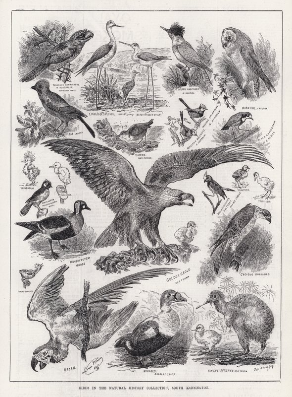 Uccelli nella collezione di storia naturale, South Kensington (incisione) da Louis Wain