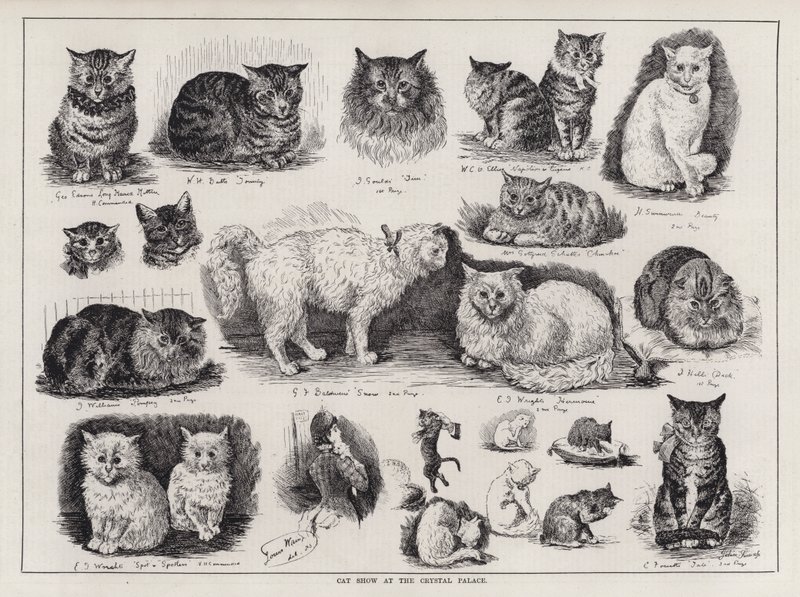 Mostra Felina al Crystal Palace (incisione) da Louis Wain