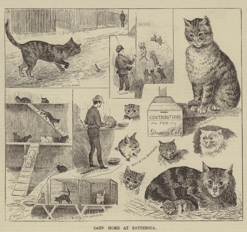 Casa dei gatti a Battersea da Louis Wain