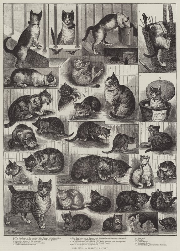 I nostri gatti, una storia domestica da Louis Wain