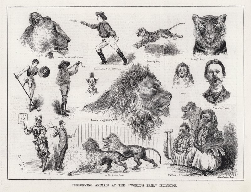 Animali da spettacolo alla 