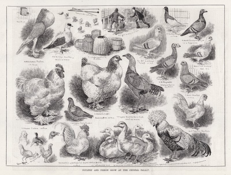 Mostra di Pollame e Piccioni al Crystal Palace da Louis Wain