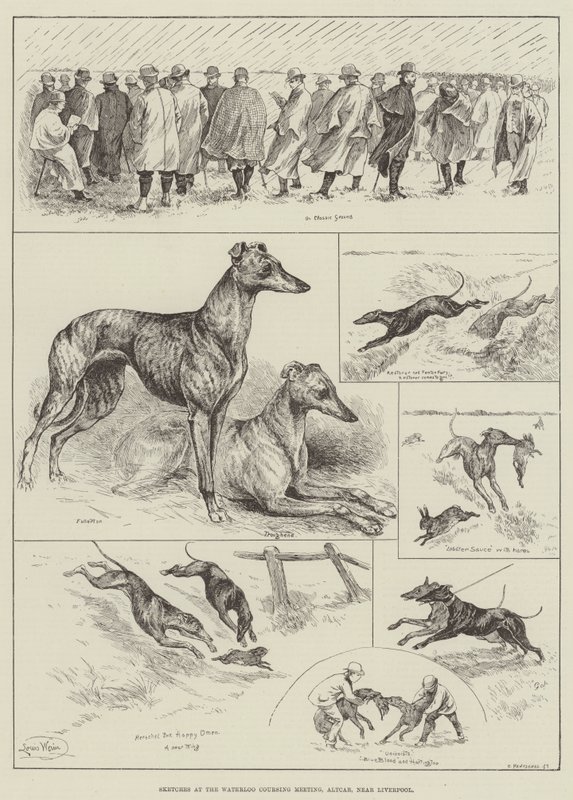 Schizzi al Waterloo Coursing Meeting, Altcar, vicino a Liverpool da Louis Wain
