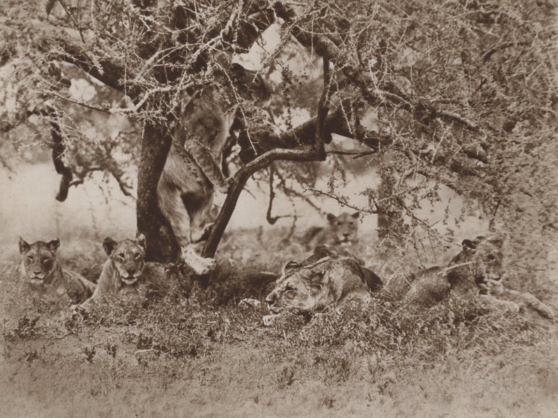 I leoni salgono sugli alberi?, la risposta della macchina fotografica da Marcuswell Maxwell