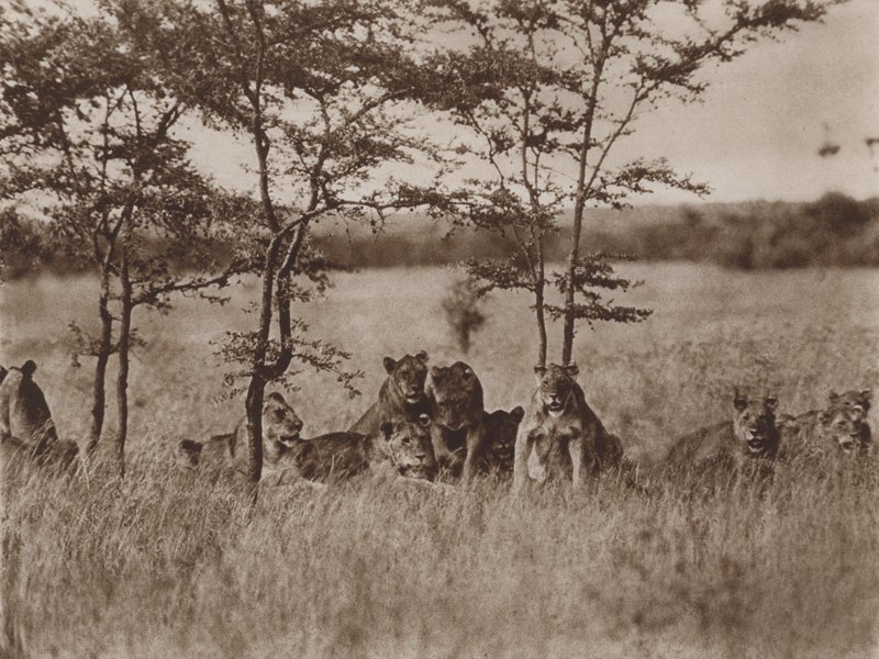 Di fronte alla macchina fotografica, una truppa di nove leoni a riposo da Marcuswell Maxwell