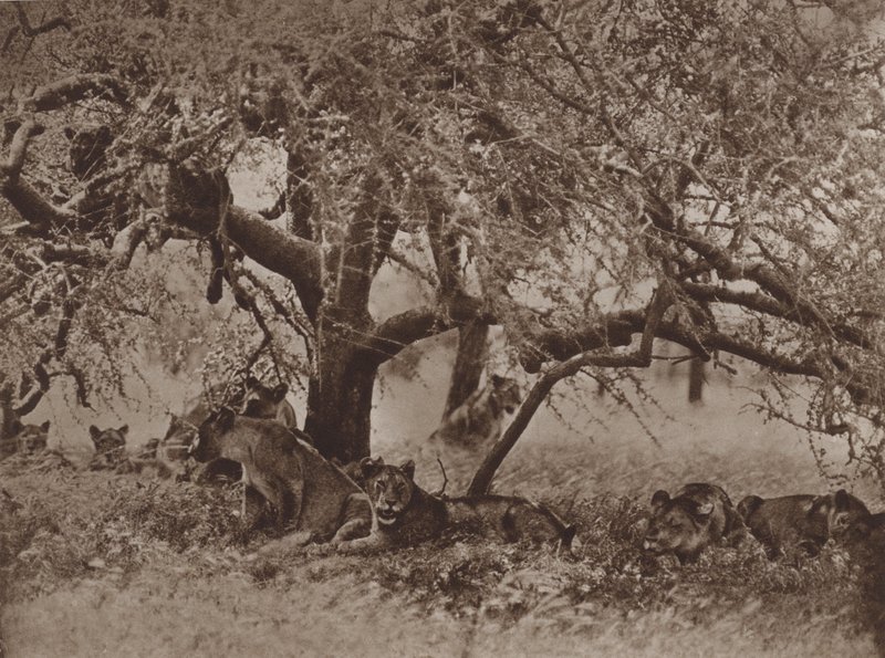 La siesta disturbata da Marcuswell Maxwell