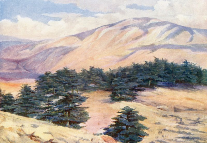 Vista generale dei cedri e Dehr el Kodib da Margaret Thomas