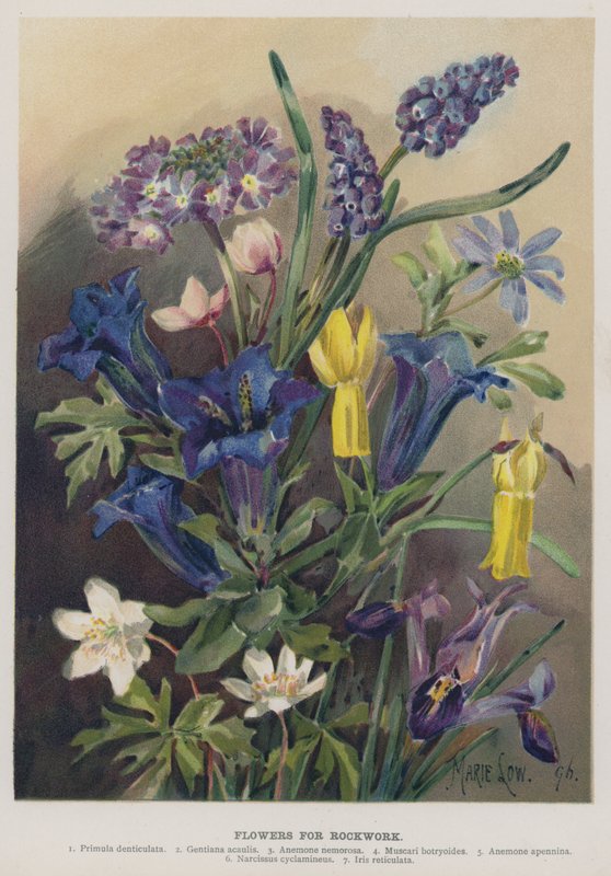Fiori per Rocce da Marie Low