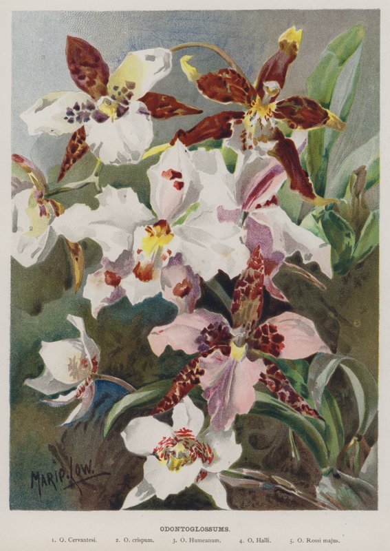 Odontoglossum da Marie Low