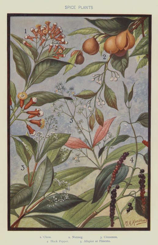 Piante di spezie da Marinus Adrianus Koekkoek