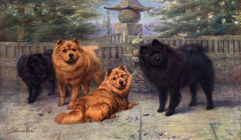 Quattro campioni di Chow-Chow di proprietà di Mrs Scaramanga da Maud Earl