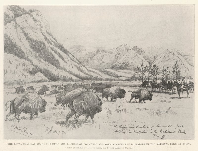 Il tour coloniale reale, il duca e la duchessa di Cornovaglia e York visitano i bufali nel parco nazionale di Banff da Melton Prior