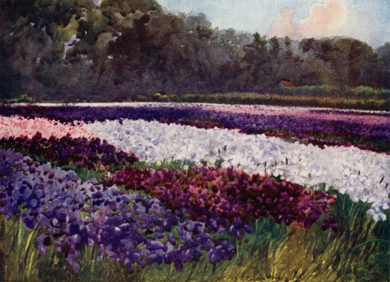 "In ciuffi di smeraldo, fiori viola, blu e bianchi, come zaffiro, perla e ricamo ricco" da Mima Nixon