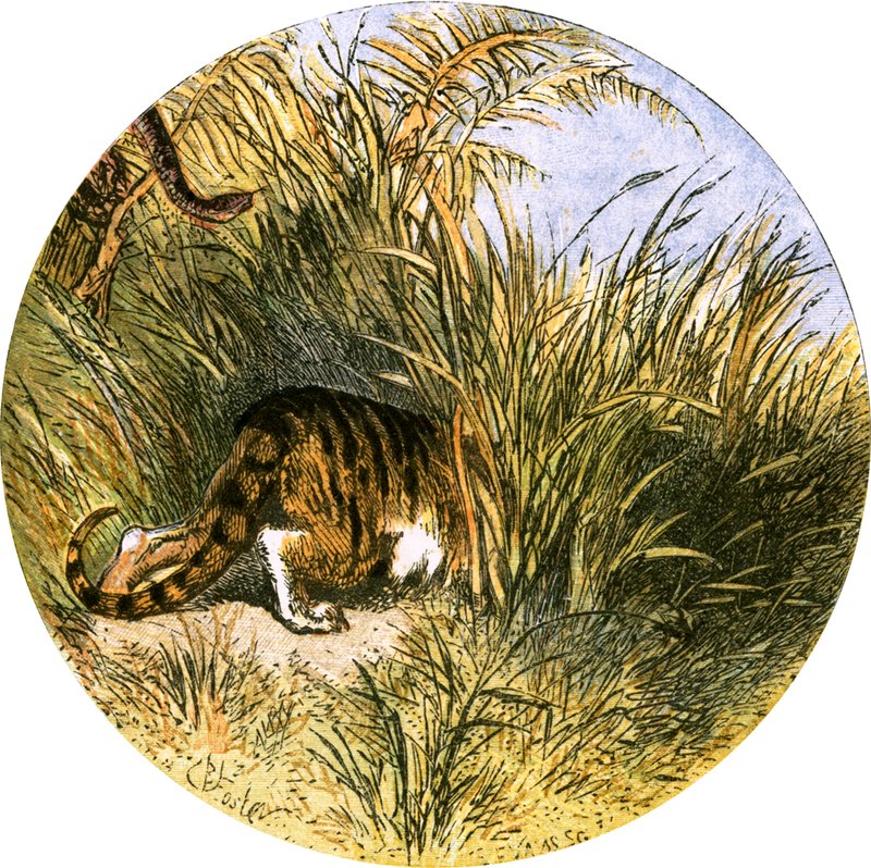 Illustrazione per 