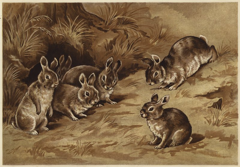 Coniglietti da N. Parker