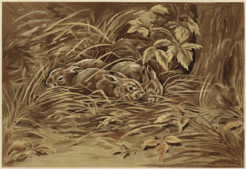 Leprotti da N. Parker