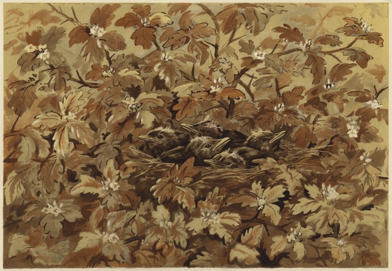 Il merlo a casa da N. Parker
