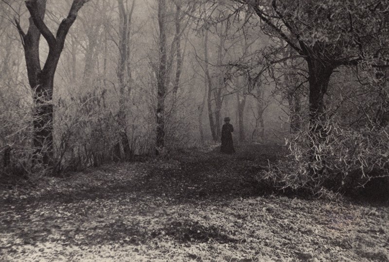 Nella Foresta di Vienna da Nichol Elliot