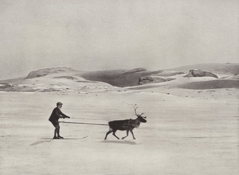 Sci con renne sulle montagne da Norwegian Photographer