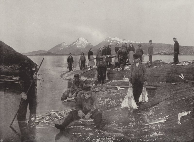 Lavaggio del pesce Klip da Norwegian Photographer