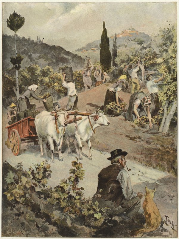 La stagione della vendemmia in Italia da Oswaldo Tofani