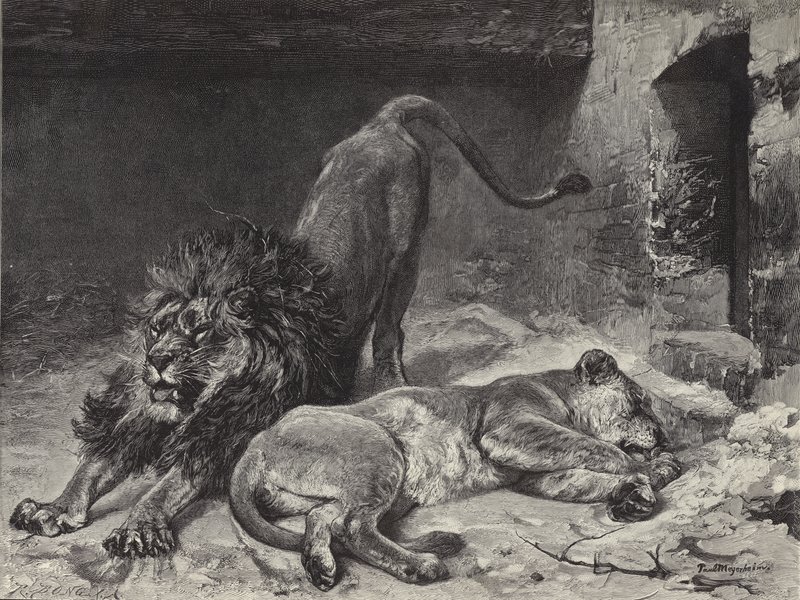 Il risveglio del leone da Paul Friedrich Meyerheim