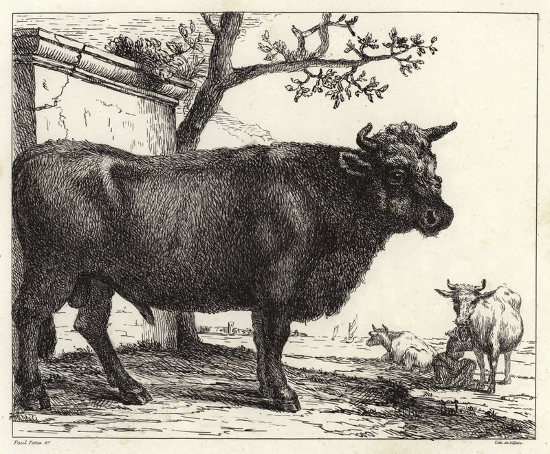 Il toro da Paulus Potter