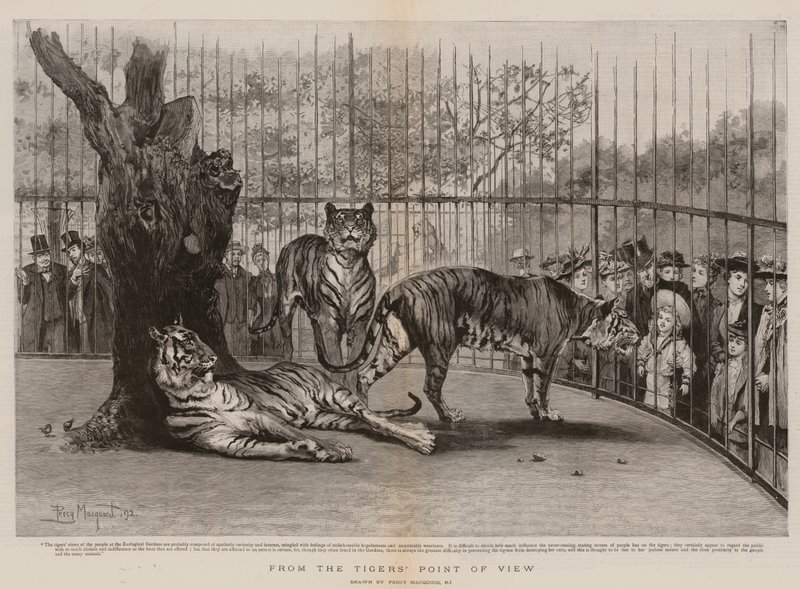 Dal punto di vista della tigre da Percy Macquoid