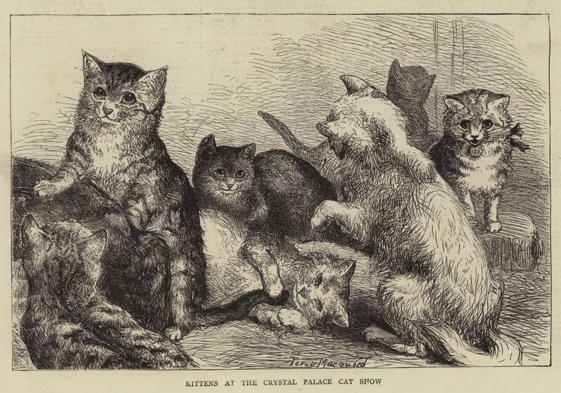 Gattini alla mostra felina del Crystal Palace da Percy Macquoid